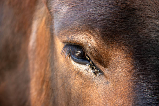 istock Eye of a Poitou Mule, close-up front view 1519404339