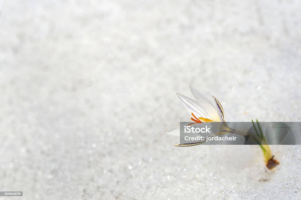 Крокус цветок - Стоковые фото Рост роялти-фри