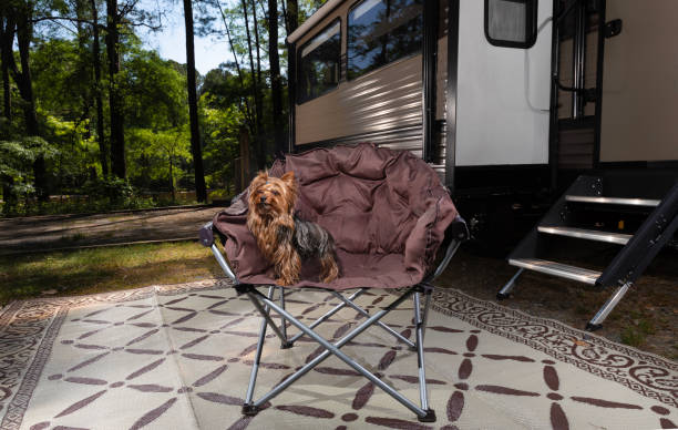 istock Small dog obvious happy to be camping 1519411715