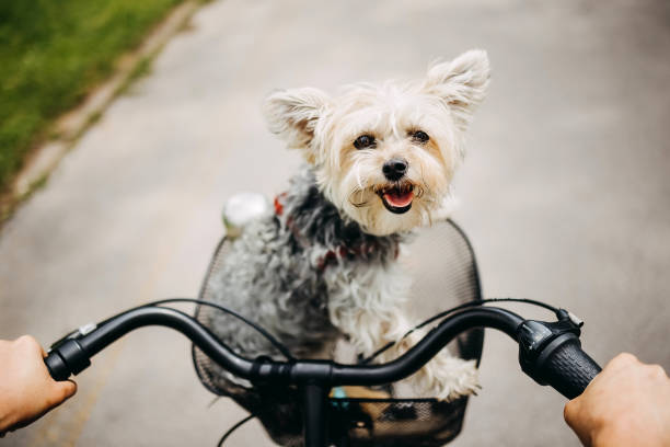 istock Dog rides in the bicycle basket 1519412230