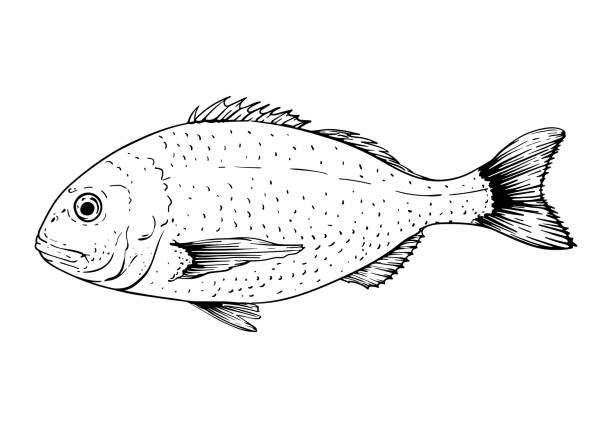 stockillustraties, clipart, cartoons en iconen met dorado fish. vector illustration. isolated on white. hand-drawn sketch style - trekzalm