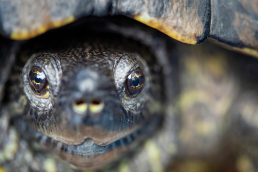 A close up on the face of a 30 year old pet red eared slider turtle.