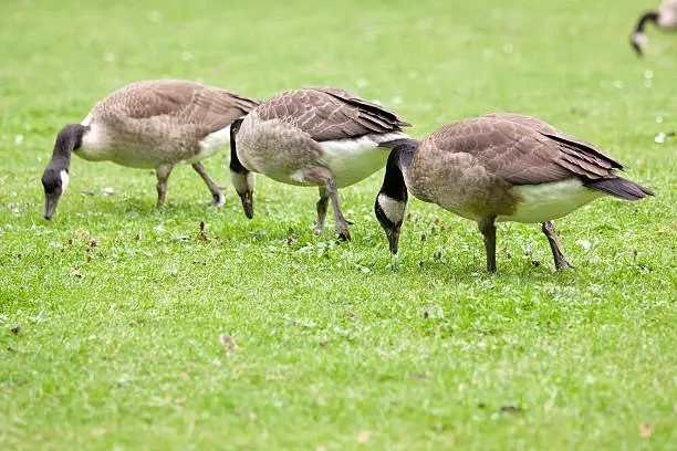 Canada goose birds with black head and white chin