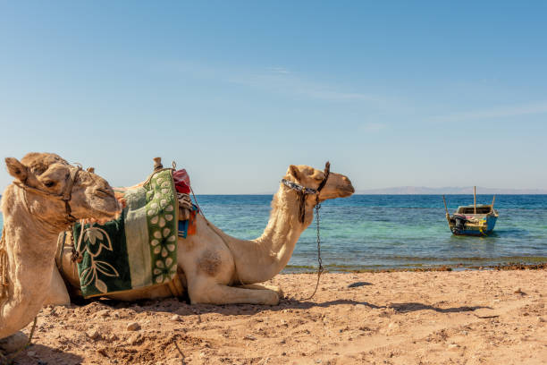 istock Camels resting on the Egyptian beach. Camelus dromedarius. Summertime outdoor. 1519416064