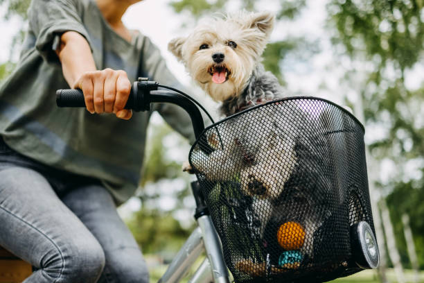 istock Woman rides her dog on a bicycle 1519416771