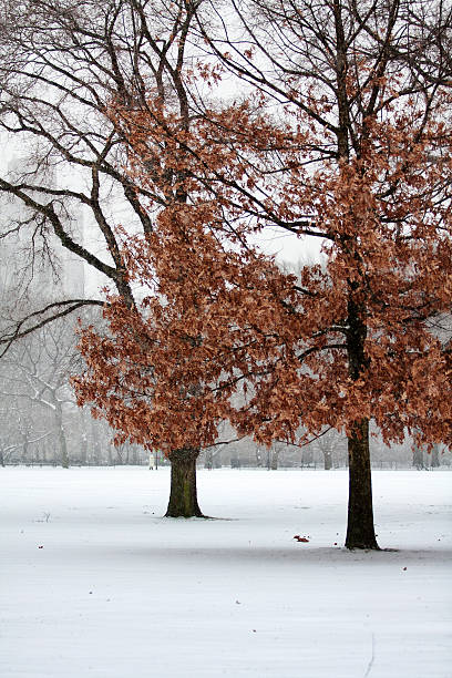 Trees stock photo