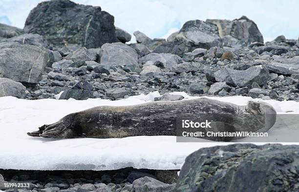 Weddellrobbe Stockfoto und mehr Bilder von Antarktis - Antarktis, Bucht Paradise Bay, Eingefroren