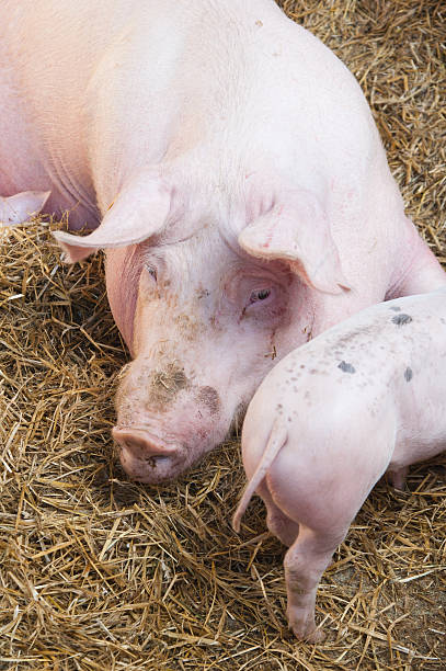istock Greater pink a pig with pigs 151942377