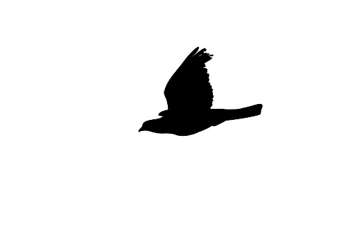 Black white abstract, black silhouette of flying pigeon on white background