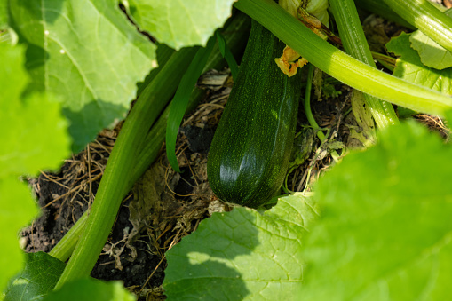 Green zucchini in garden in summer day.