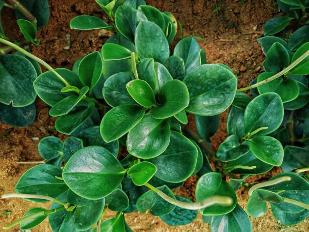 istock Green leaves on the ground from above view. 1519441263
