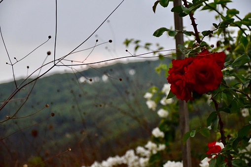 A photograph of red flowers with white flowers in the background on a slow and calm pre-sunset afternoon.