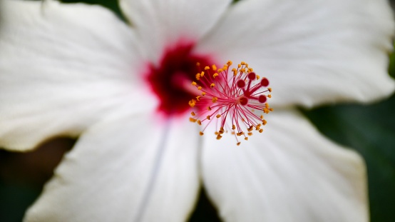 A white hibiscus in close-up, looking like it has freckles on very rosy cheeks.