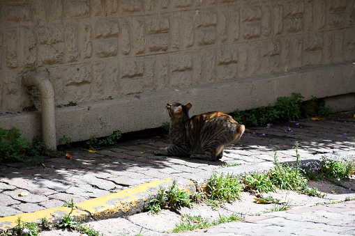 A candid photograph of a tailless cat preparing to jump taken during a walk on a secluded road. The place where a tail should be found seems caught in the spotlight.