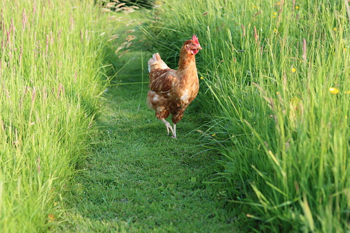 Brown hen standing on a path through long grass