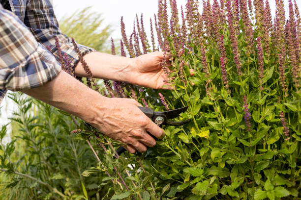 istock 50 year old white farmer tending garden plants 1519476871