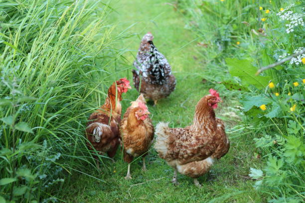 istock Group of mixed hens on a path through long grass in summer 1519477444