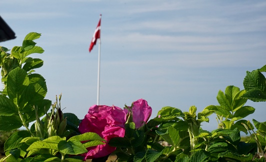 The flag of Denmark on a blue sky background. The flag of Denmark on a background of flowers. Danish flag top view. The flag of Denmark on the background of a blooming rosehip.