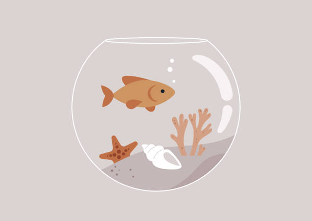 illustrazioni stock, clip art, cartoni animati e icone di tendenza di un acquario rotondo con coralli e conchiglie all'interno, un pesce rosso che nuota - fish tank