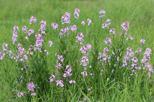 Masses of pink and white sweet rocket, dames rocket or hesperis matronalis, growing in a meadow