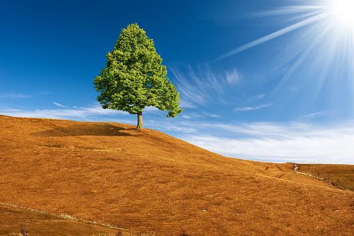 Single green tree on top of a hill with brown meadows against a clear blue sky with clouds and sunbeams.
