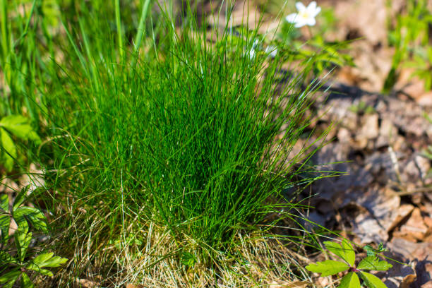 istock Spring forest landscape with fresh grass and windflowers outdoors 1519515331