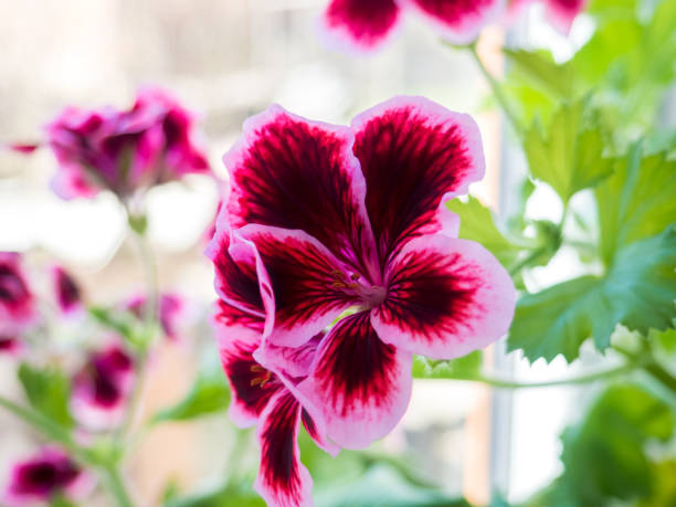 istock Pink Pelargonium Grandiflorum, selective focus 1519517551