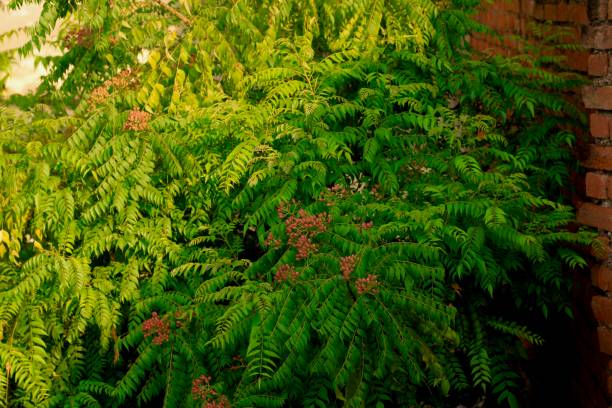 istock Sweet neem Which is used as a vegetable spice in India. 1519540309