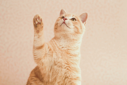 Charming ginger cat begging for treat, does trick. Cute cat raising paw up, pink background.