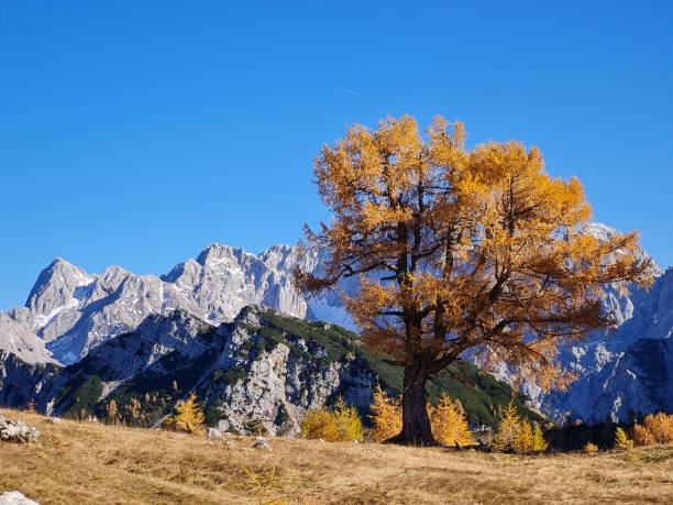 Golden larch tree on a meadow in front of rocky peaks Golden larch tree on a meadow in front of rocky peaks - autumn foliage colors julian california stock pictures, royalty-free photos & images