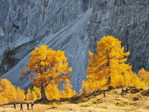 Golden larch trees on a meadow in front of rocky cliff Golden larch trees on a meadow in front of rocky limestone cliffs, people on the meadow julian california stock pictures, royalty-free photos & images
