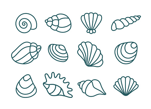 Set of various shells. Vector linear illustration.