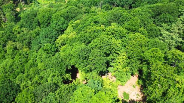 istock Drone view of a mixed forest with green trees in northern Germany. 1519557177
