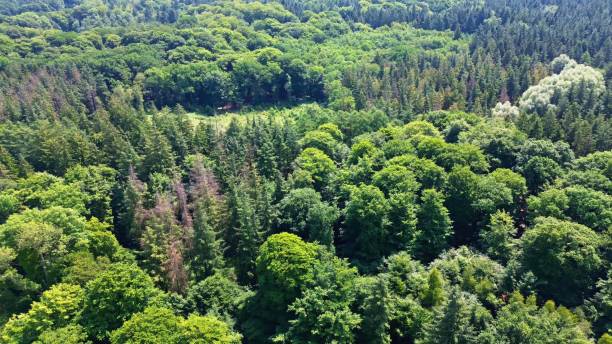 istock Drone view of a mixed forest with green trees in northern Germany. 1519557213