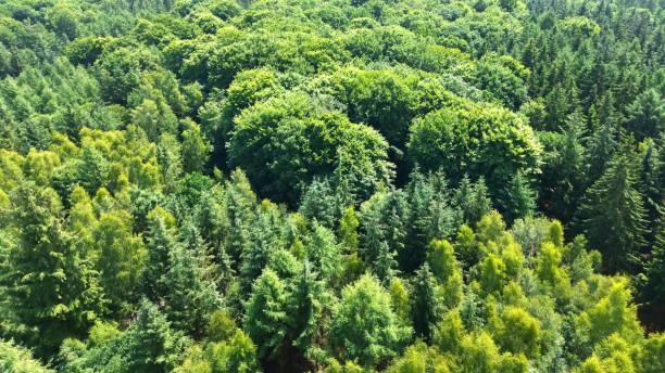 istock Drone view of a mixed forest with green trees in northern Germany. 1519557735