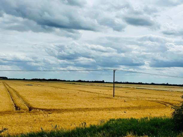 istock Fenland landscape 1519566388