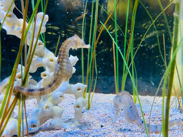 istock Graceful Aquatic Wonders: Captivating Seahorses 1519568064