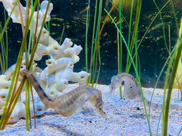 istock Graceful Aquatic Wonders: Captivating Seahorses 1519568075