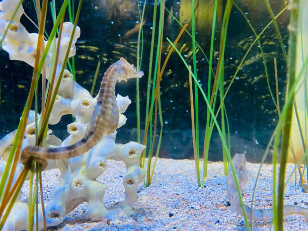 istock Graceful Aquatic Wonders: Captivating Seahorses 1519568076
