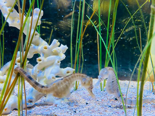 istock Graceful Aquatic Wonders: Captivating Seahorses 1519568078