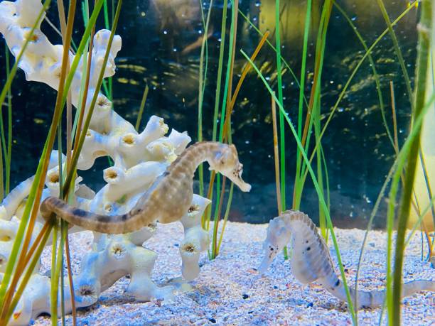 istock Graceful Aquatic Wonders: Captivating Seahorses 1519568092