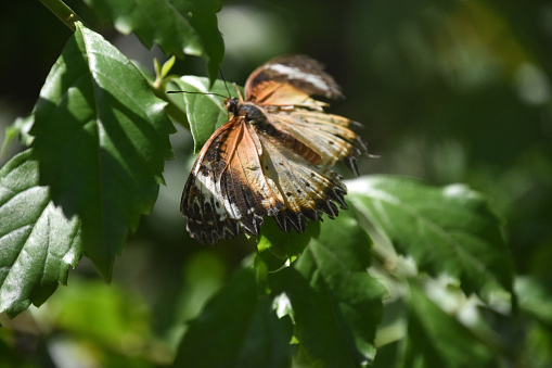 Pretty patterned wings on a striking butterfly in a garden.