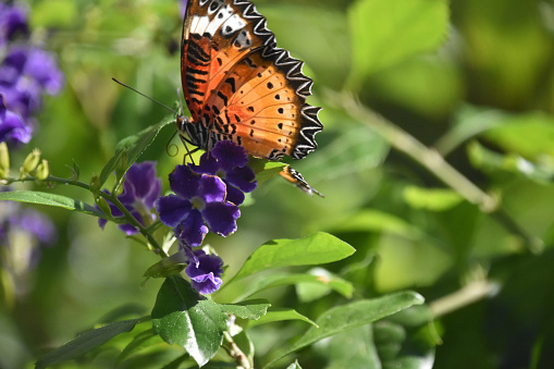 Stunning queen butterfly on purple flowers in a lush garden.