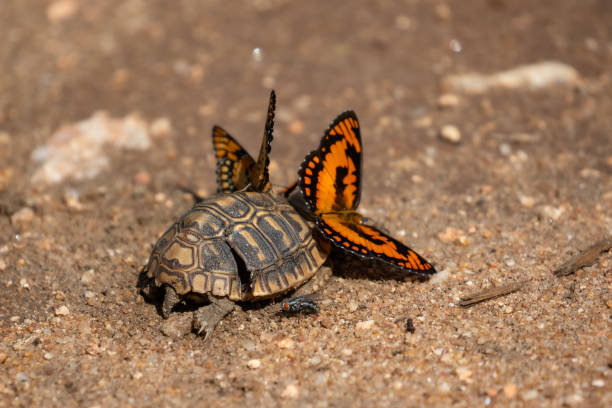 Butterflies land on a dead tortoise with a broken shell