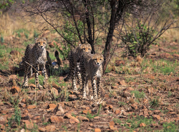 Three cheetah on the prowl Three young cheetah walking together with determination, leaving mother under the tree, to go hunting in the rocky grassland, their natural habitat prowling stock pictures, royalty-free photos & images