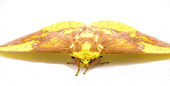 Imperial moth - Eacles imperialis - a very large yellow red orange brown purple colored giant silk moth with high variation in colors.  Isolated on white background front face view