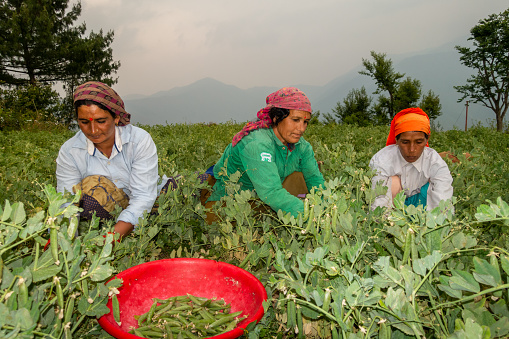 June 28th, 2023, Nagthat, Uttarakhand, India. Uttarakhand, India. Indigenous garhwali women picking peas during harvesting season. Farmland in Uttarakhand, India.