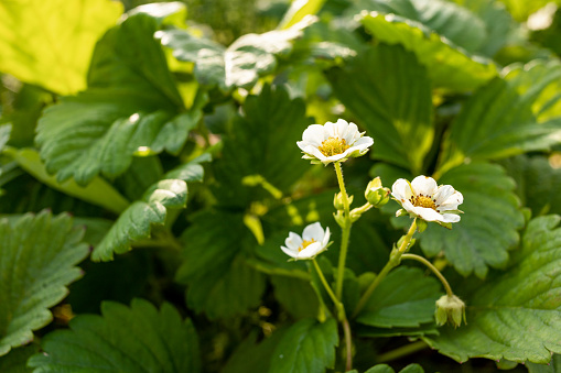 Glose-up of a strawberry bush blooming