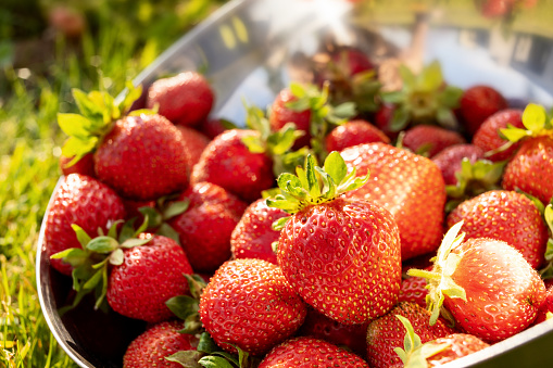 Harvesting strawberries on the farm