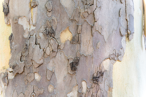 Texture of the bark of a tree that resembles camouflage.